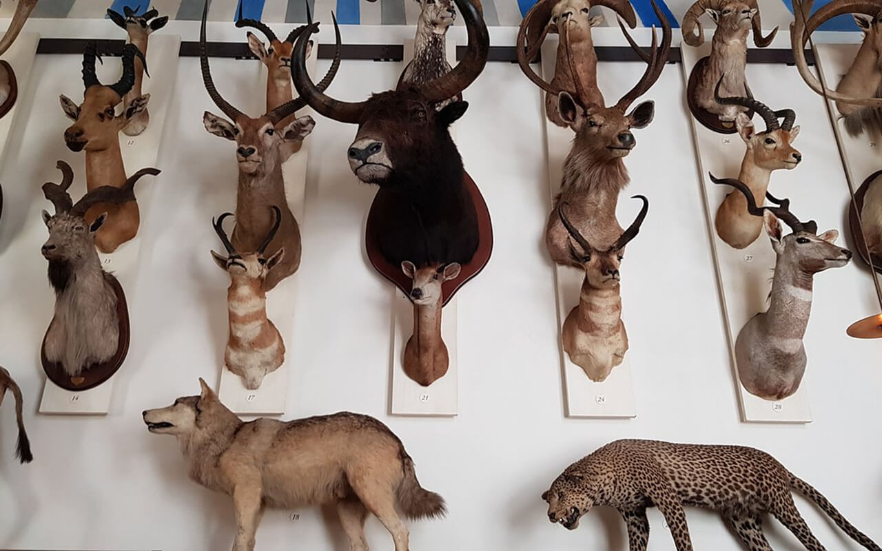 Musée de la Chasse et de la Nature