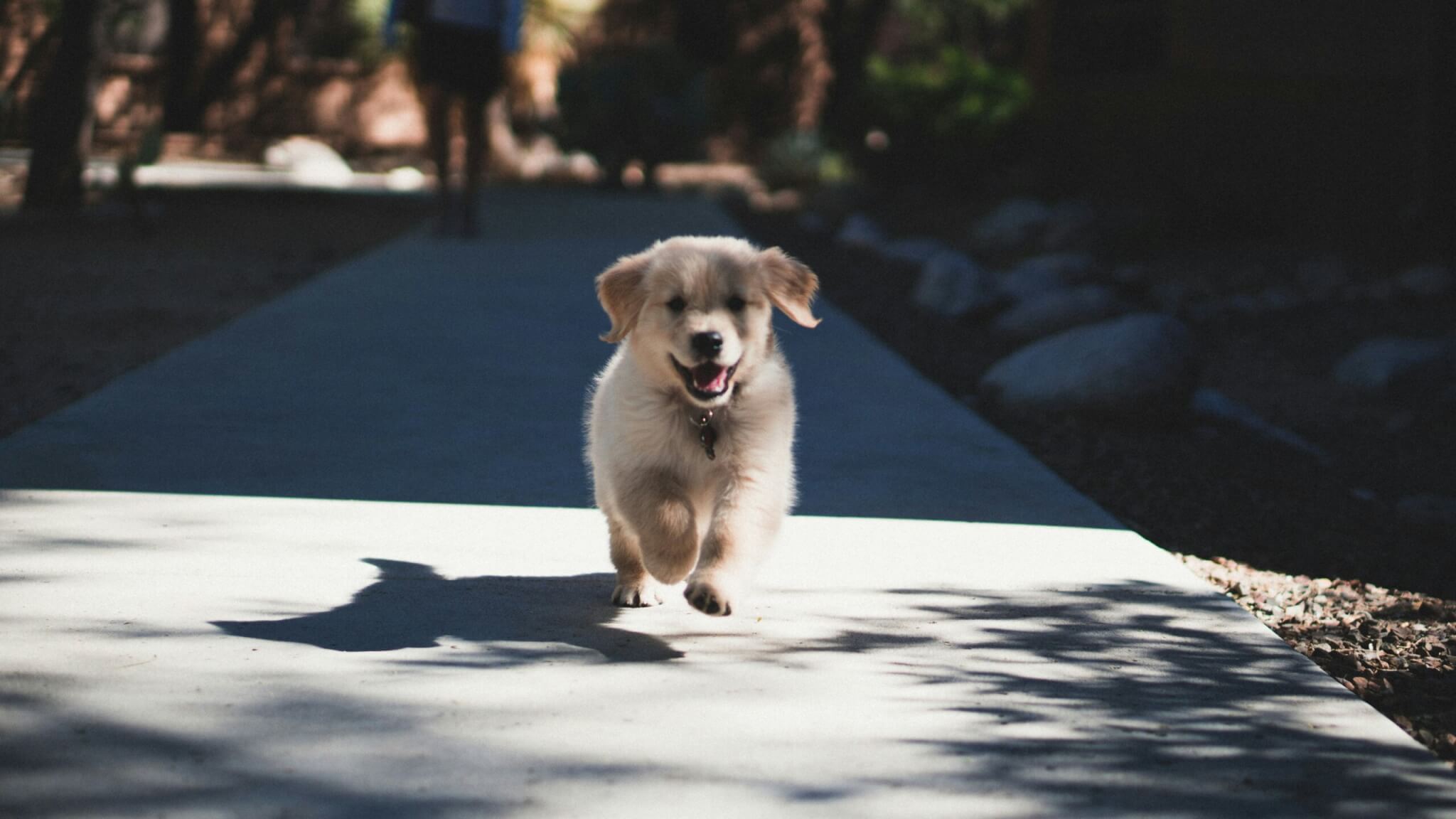 dog running