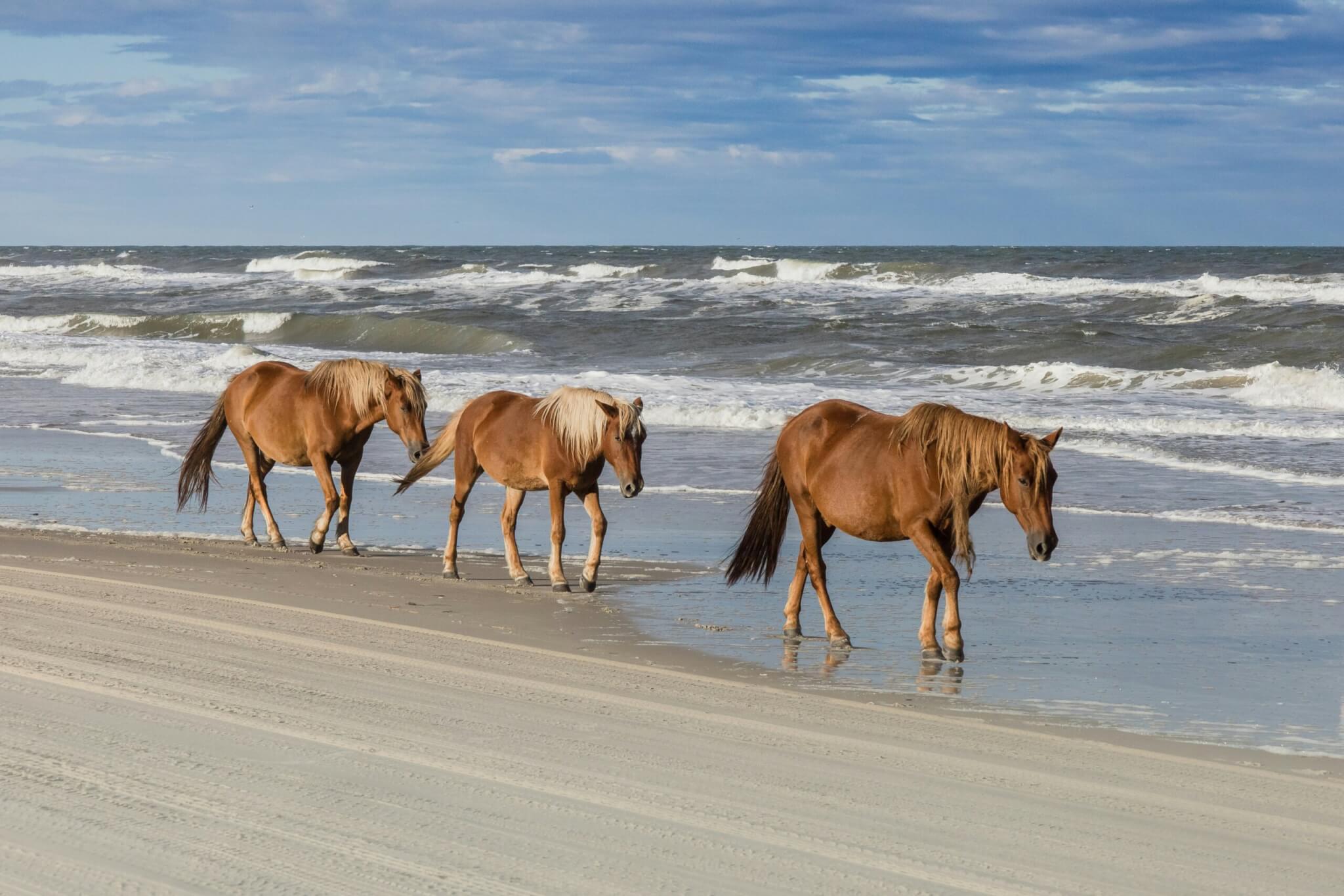 wild horses in the outer banks