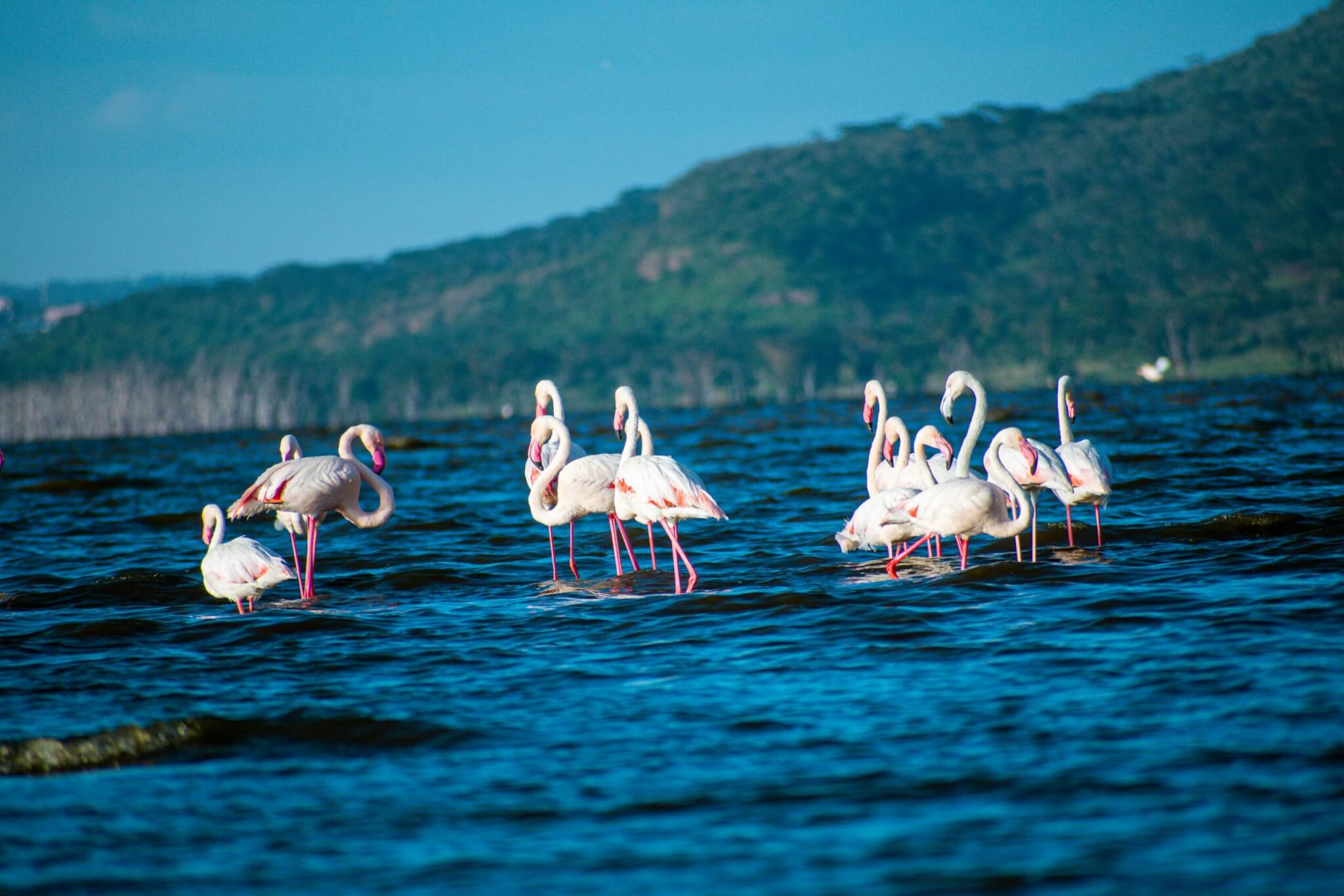 lake nakuru