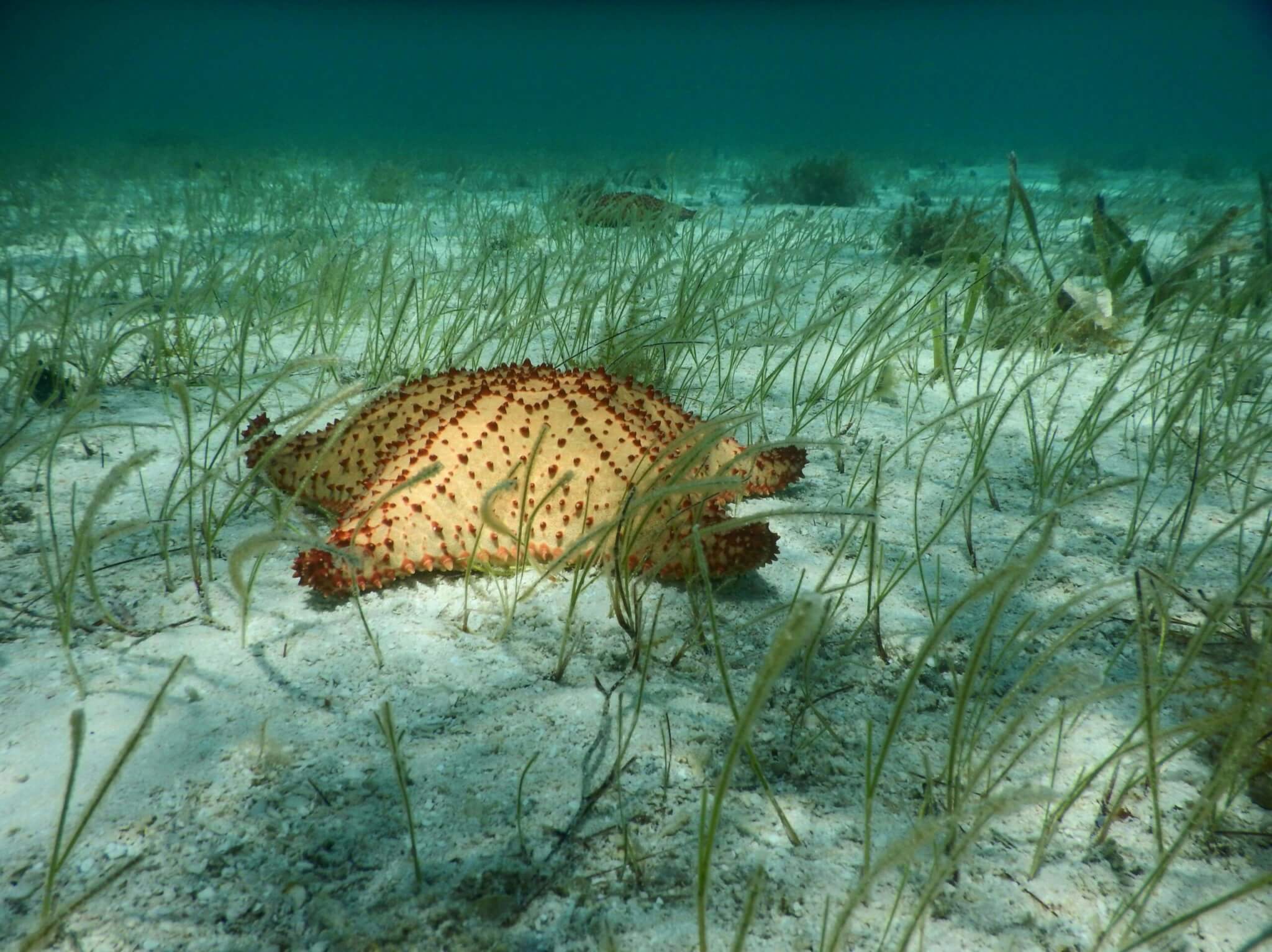 belize barrier reef