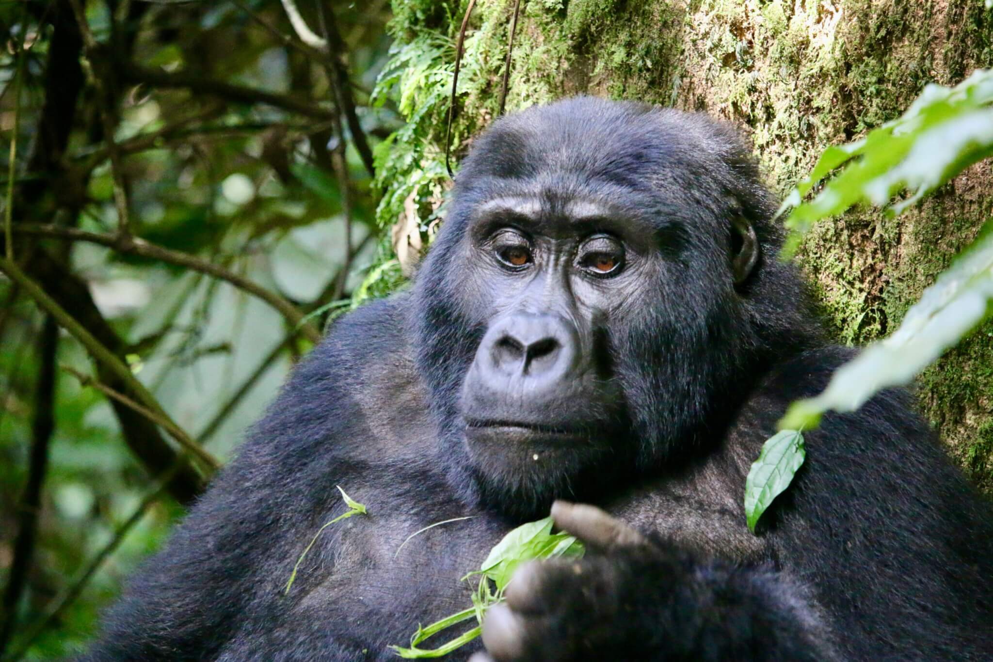 bwindi impenetrable national park