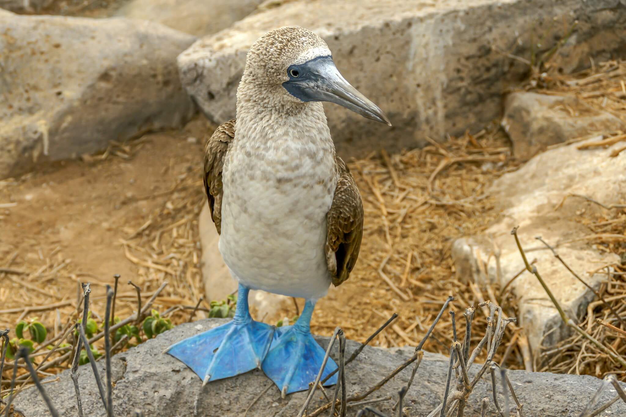 blue footed booby