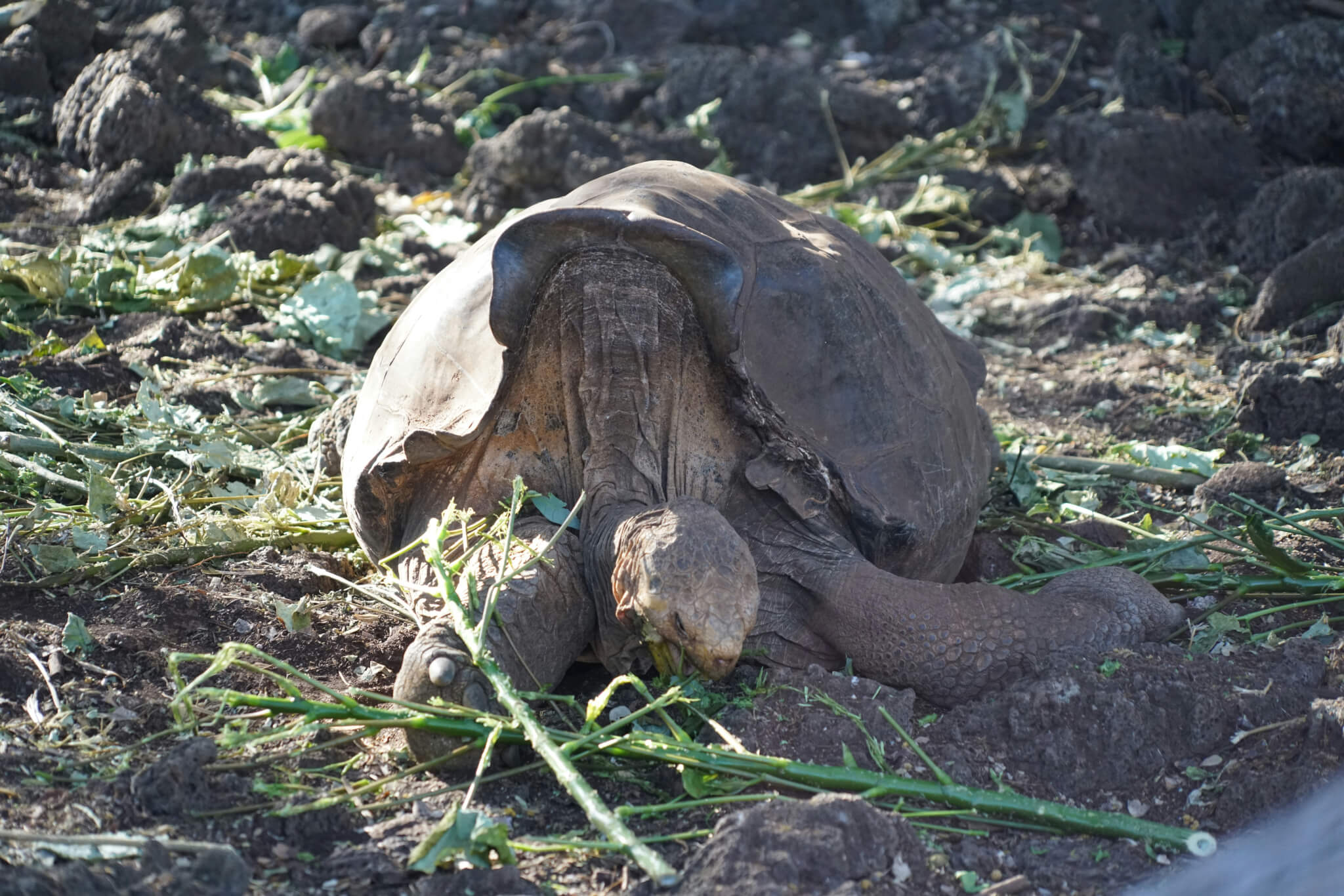 the galápagos islands