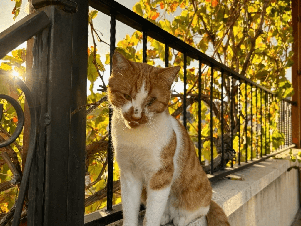 orange cat