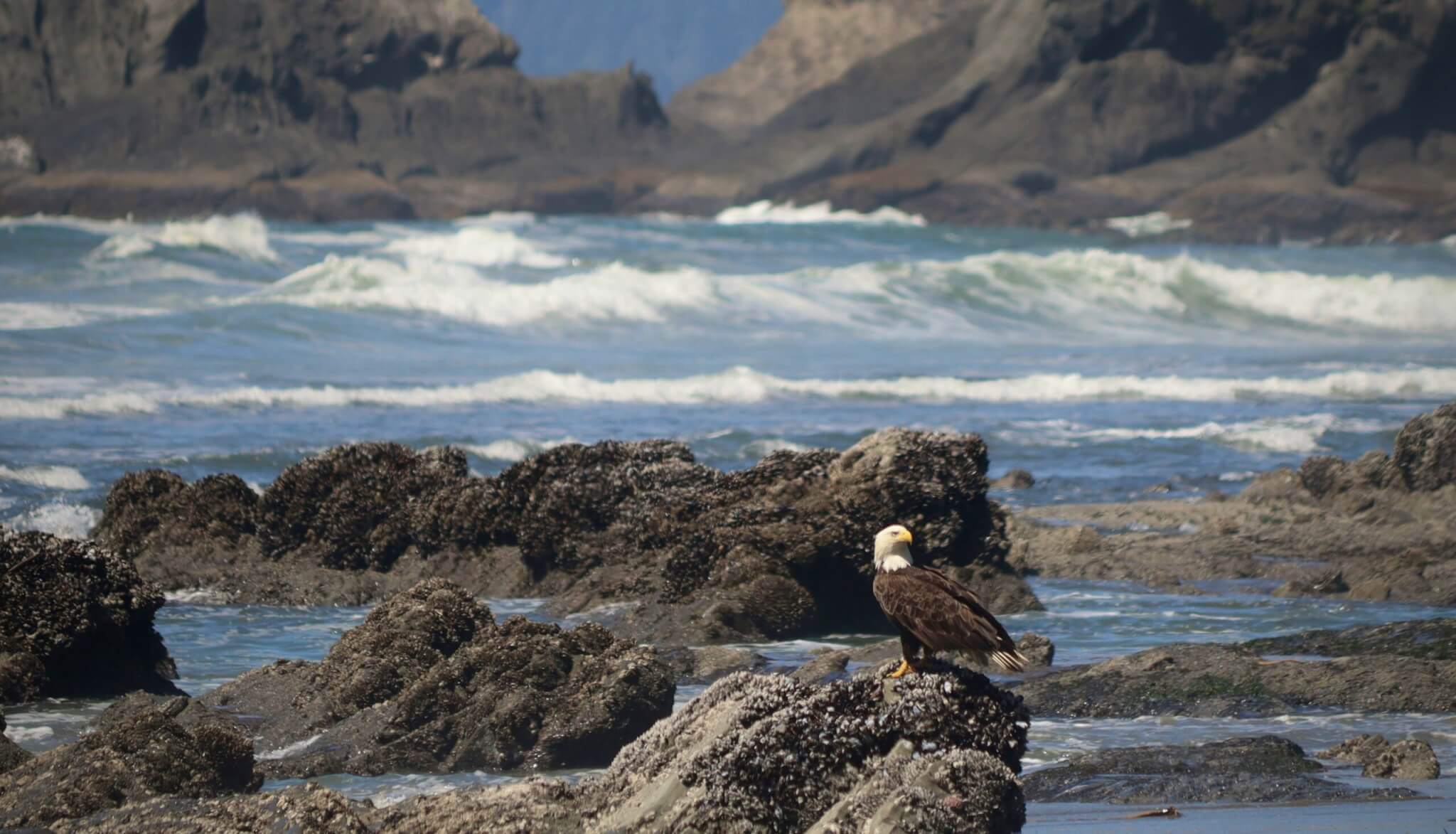 olympic national park