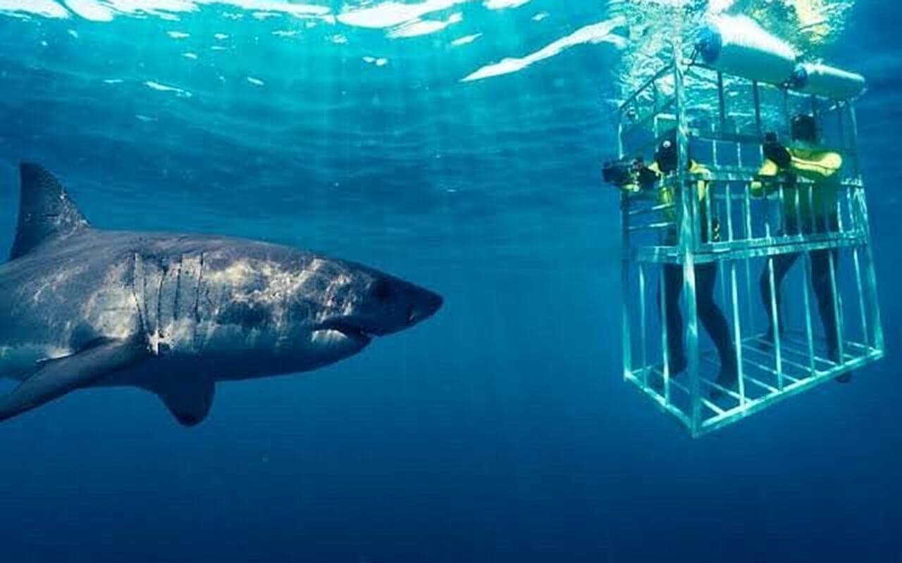 Cage Diving with Great White Sharks – South Africa