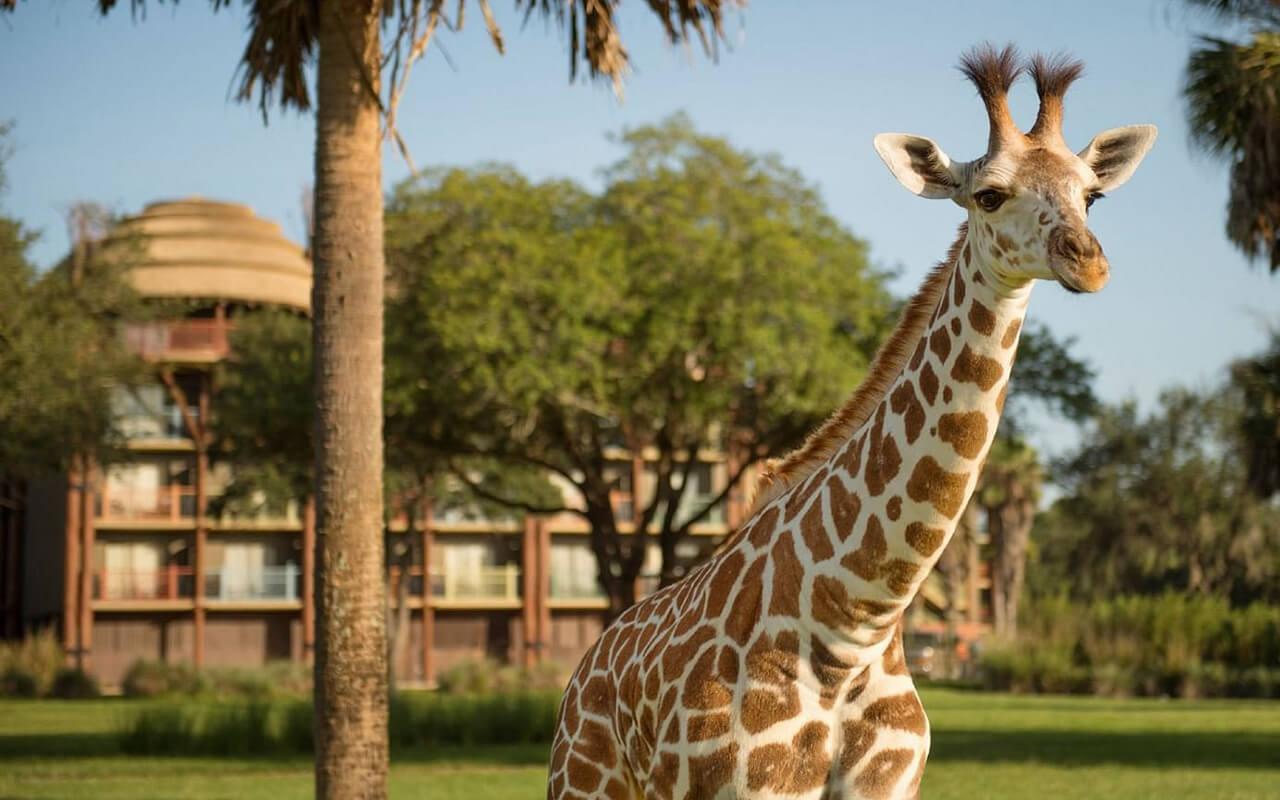 Animal Kingdom Lodge