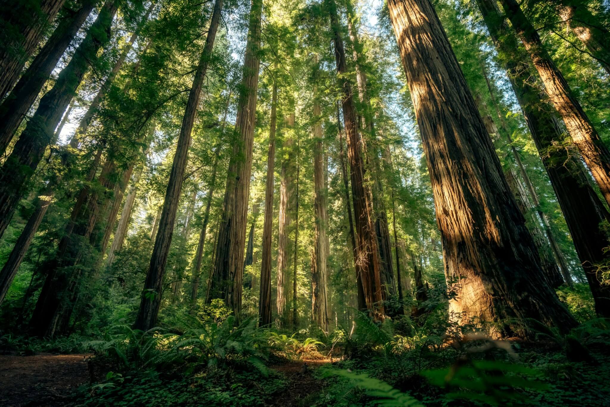 redwood trees