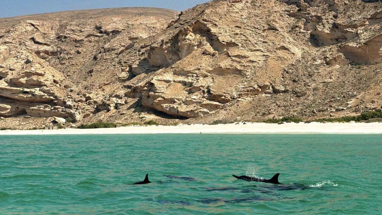 a group of dolphins swimming in the ocean near a mountain