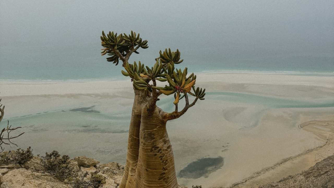 a tree growing out of the side of a cliff overlooking the ocean