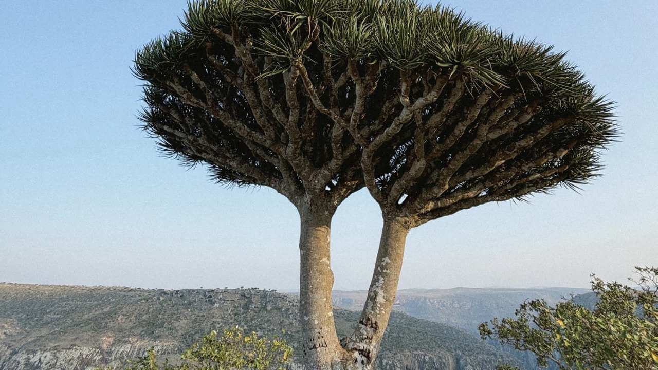 a dragon blood tree in the mountains of ethiopia