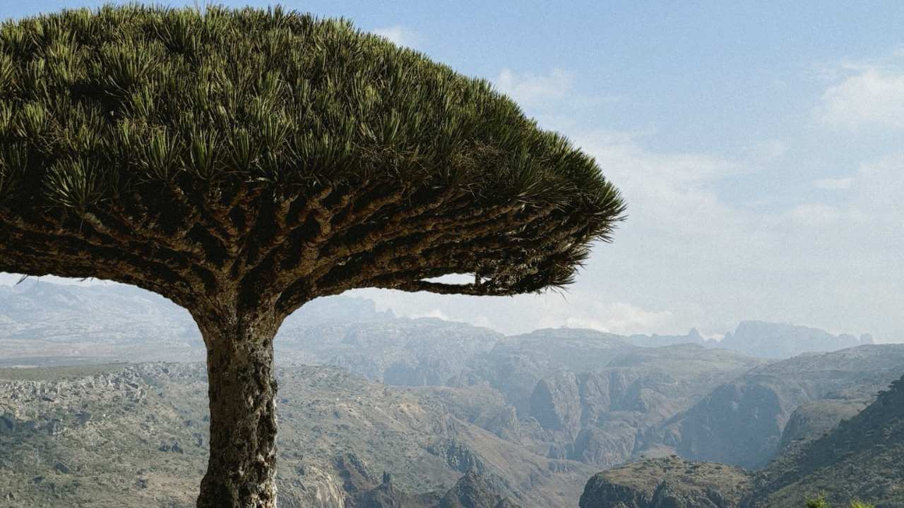 a dragon blood tree in the mountains of ethiopia