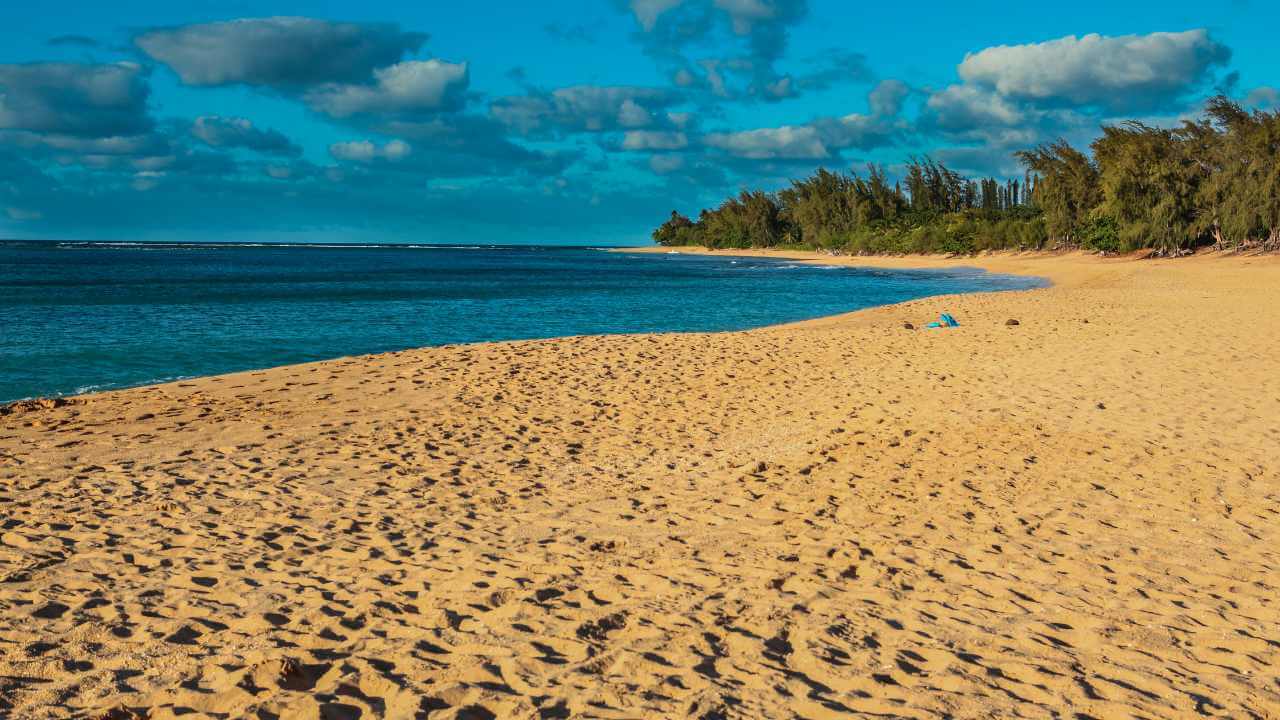 a sandy beach with palm trees and blue sky