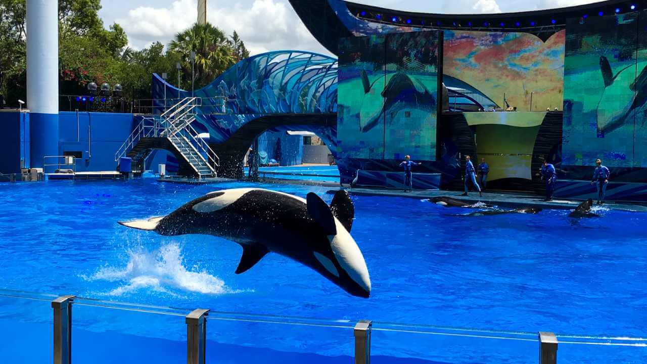 an orca whale jumping out of the water at an aquarium