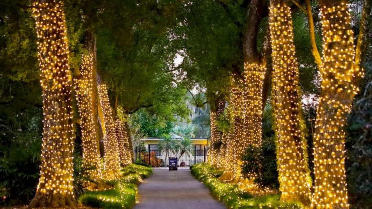 a pathway lined with trees decorated with lights