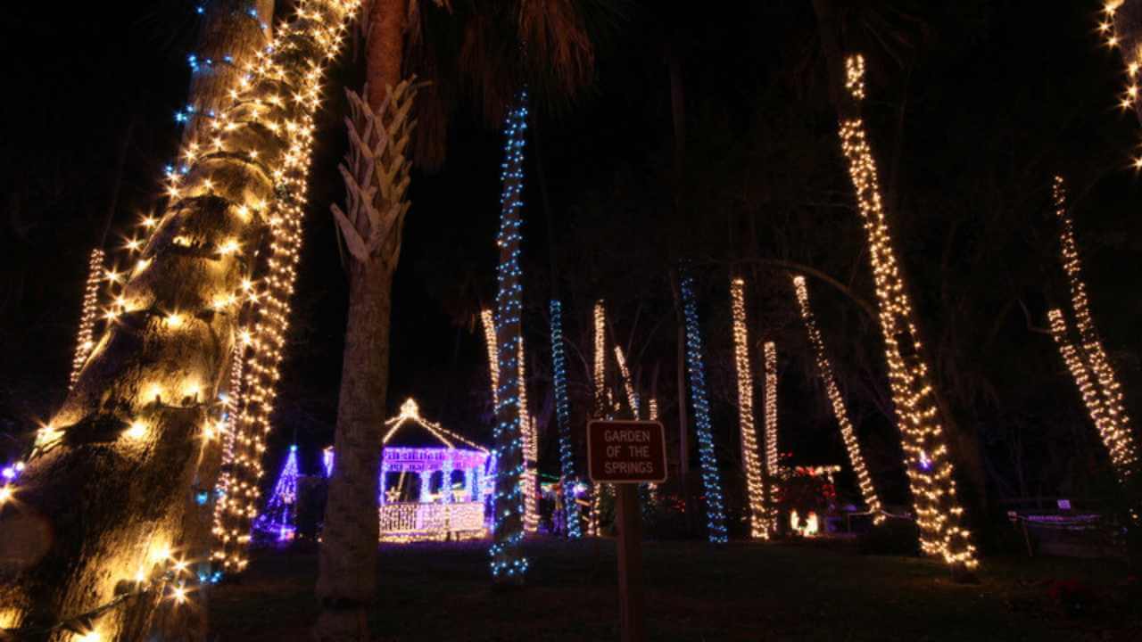 palm trees are decorated with christmas lights