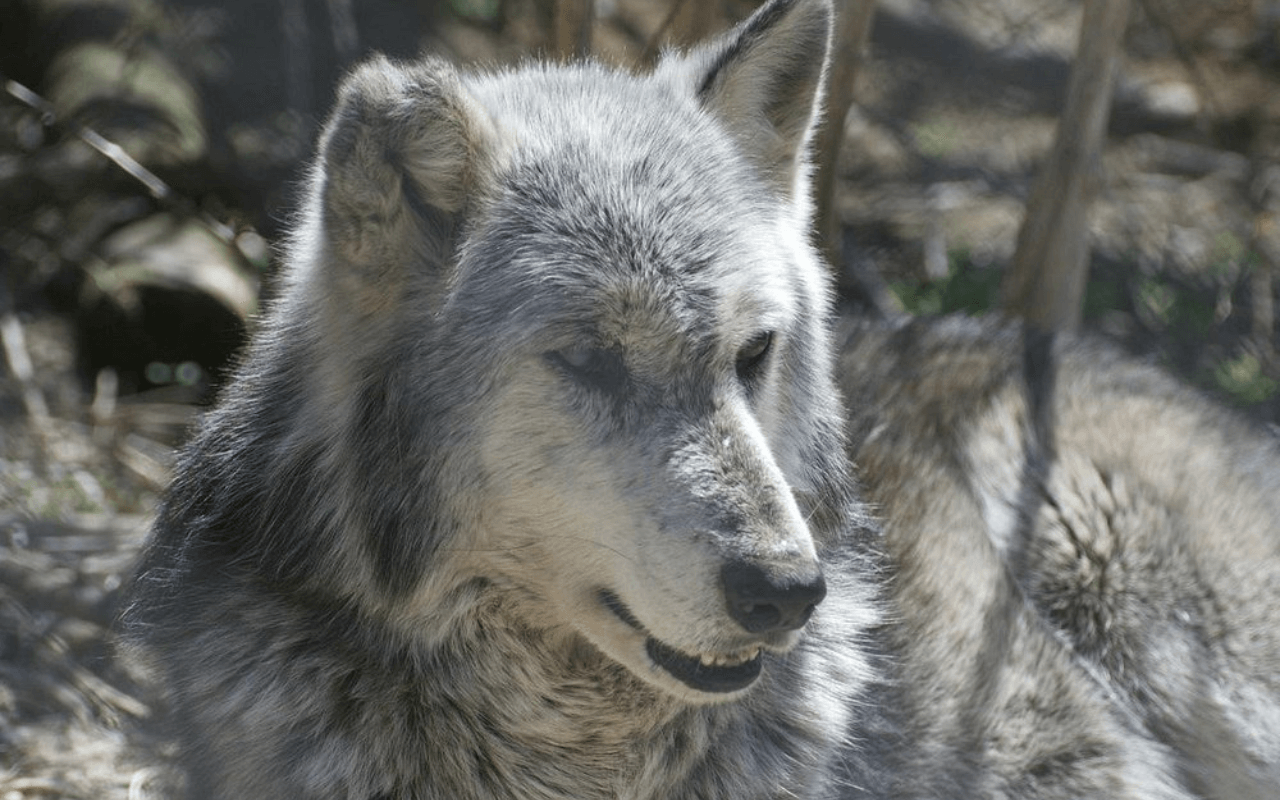 Wolf Sanctuary of PA, Lititz, PA