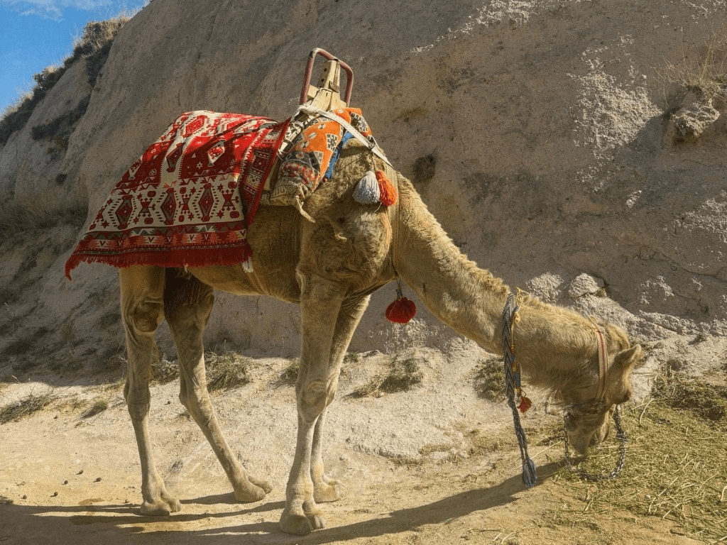 camel in the valley in turkey