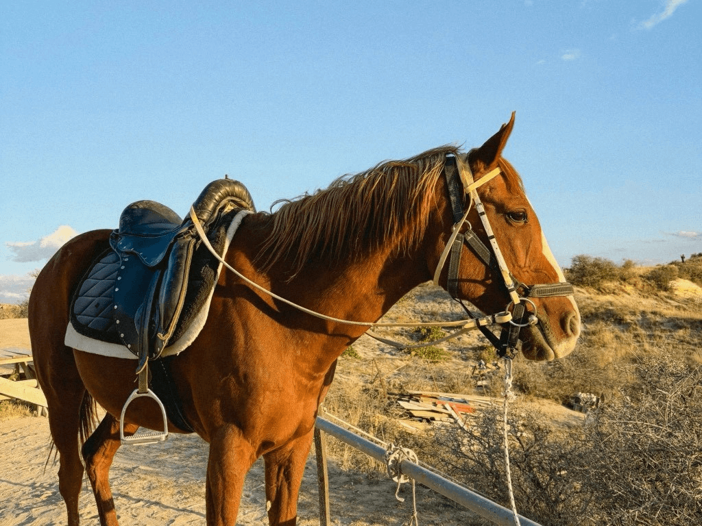 horse in the valley in turkey