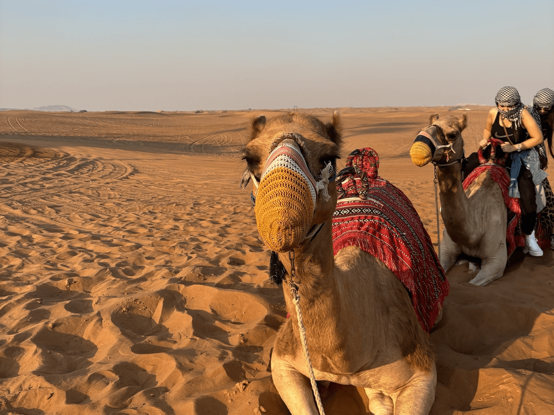 camel in the sand dune