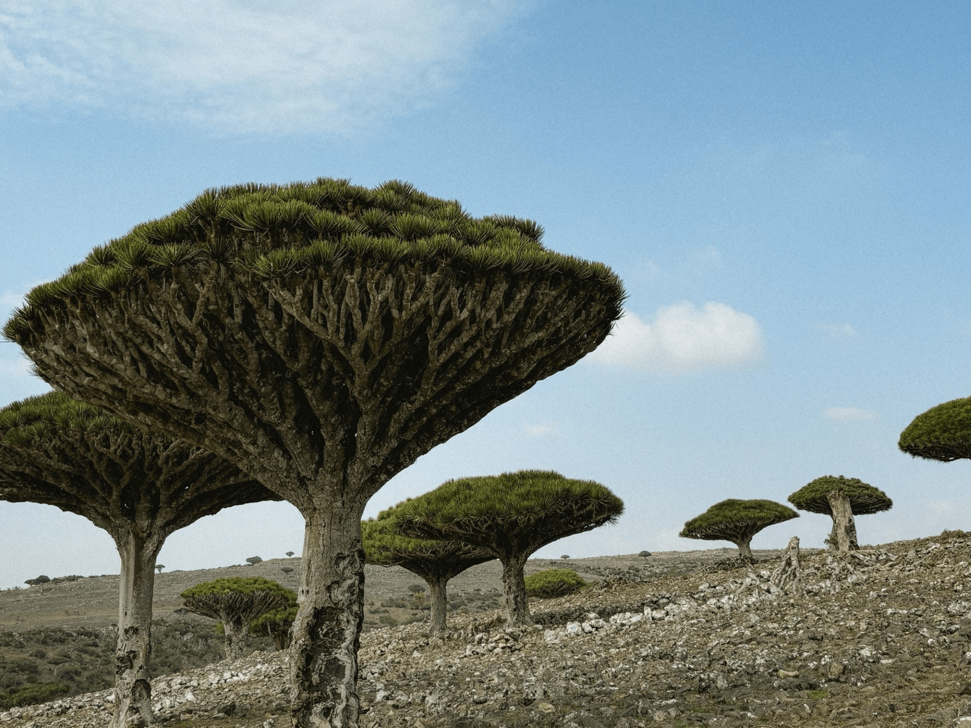 dragon blood trees