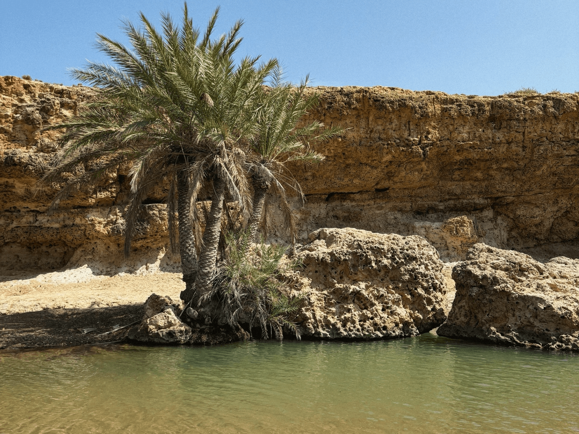 palm trees on rocks 