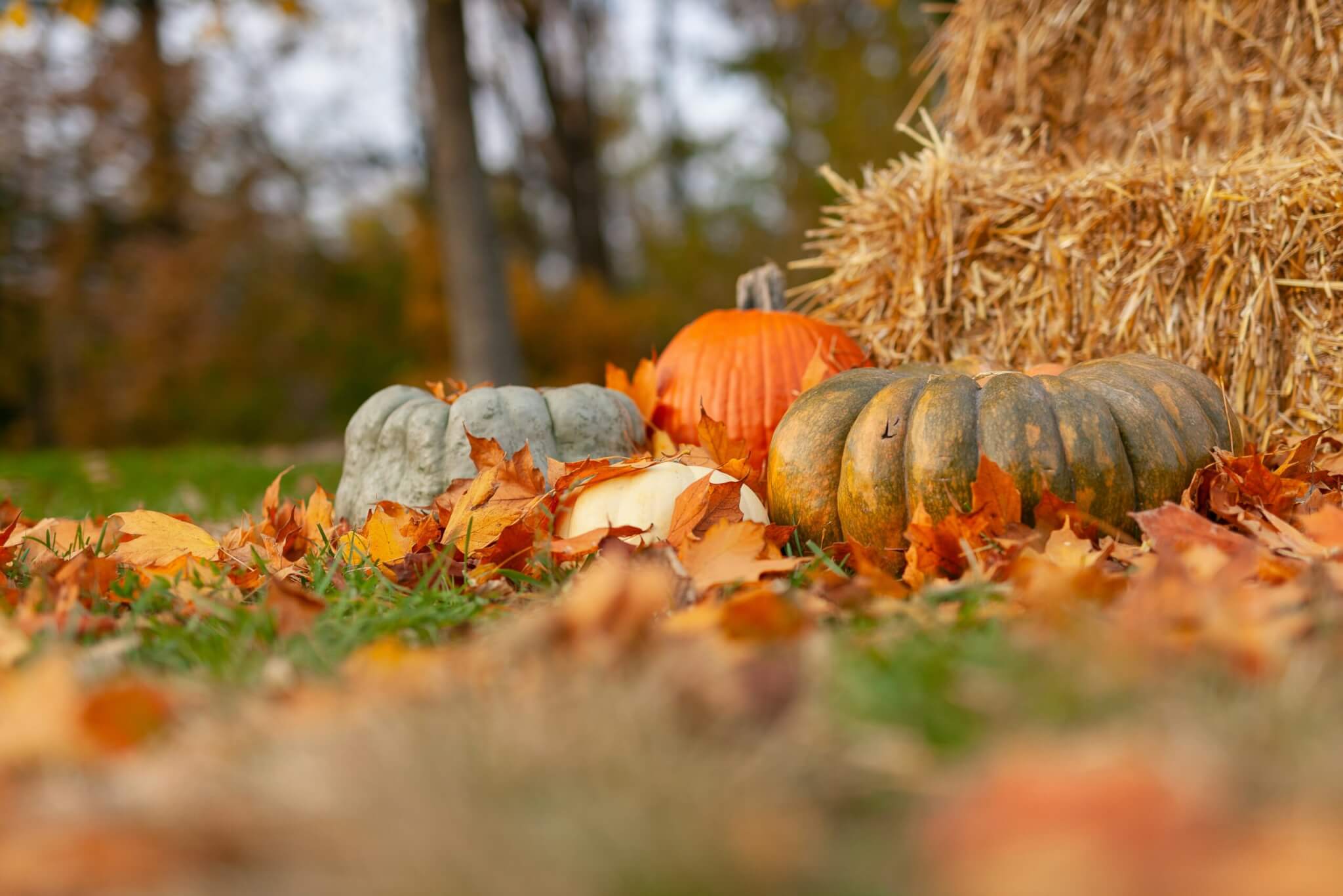 pumpkins