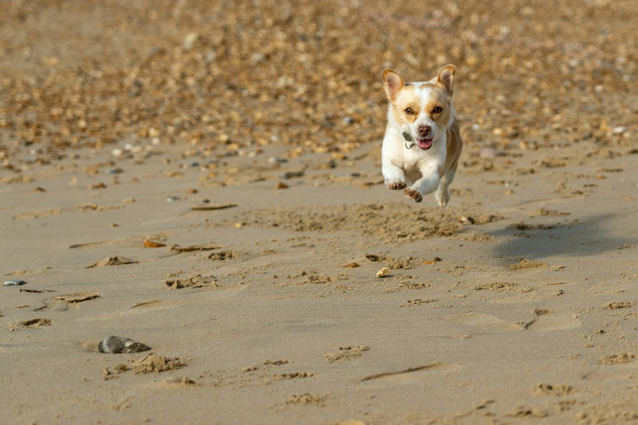 dog running