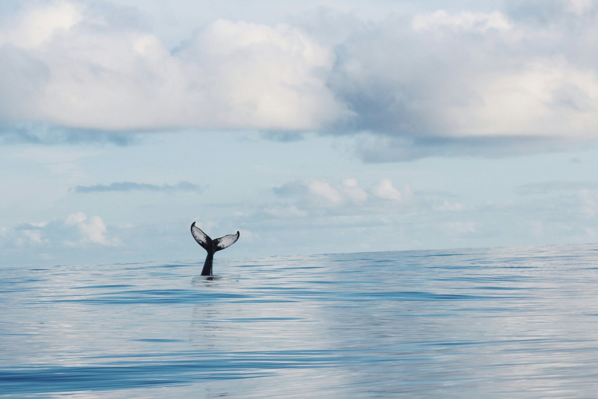 whale in bermuda