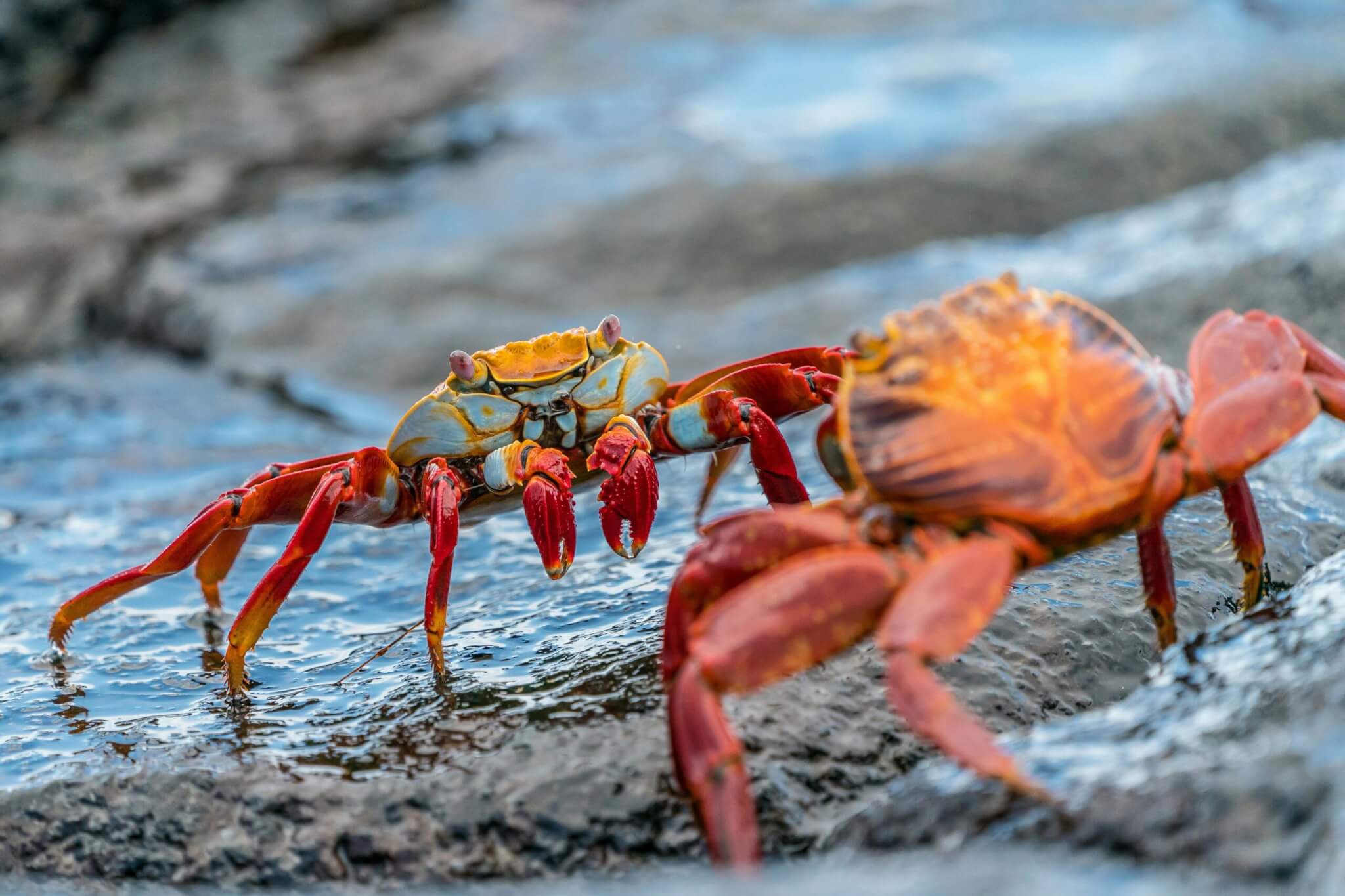 galapagos islands