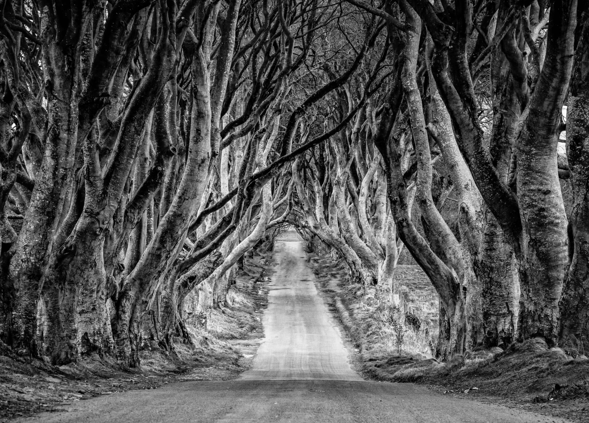 the dark hedges