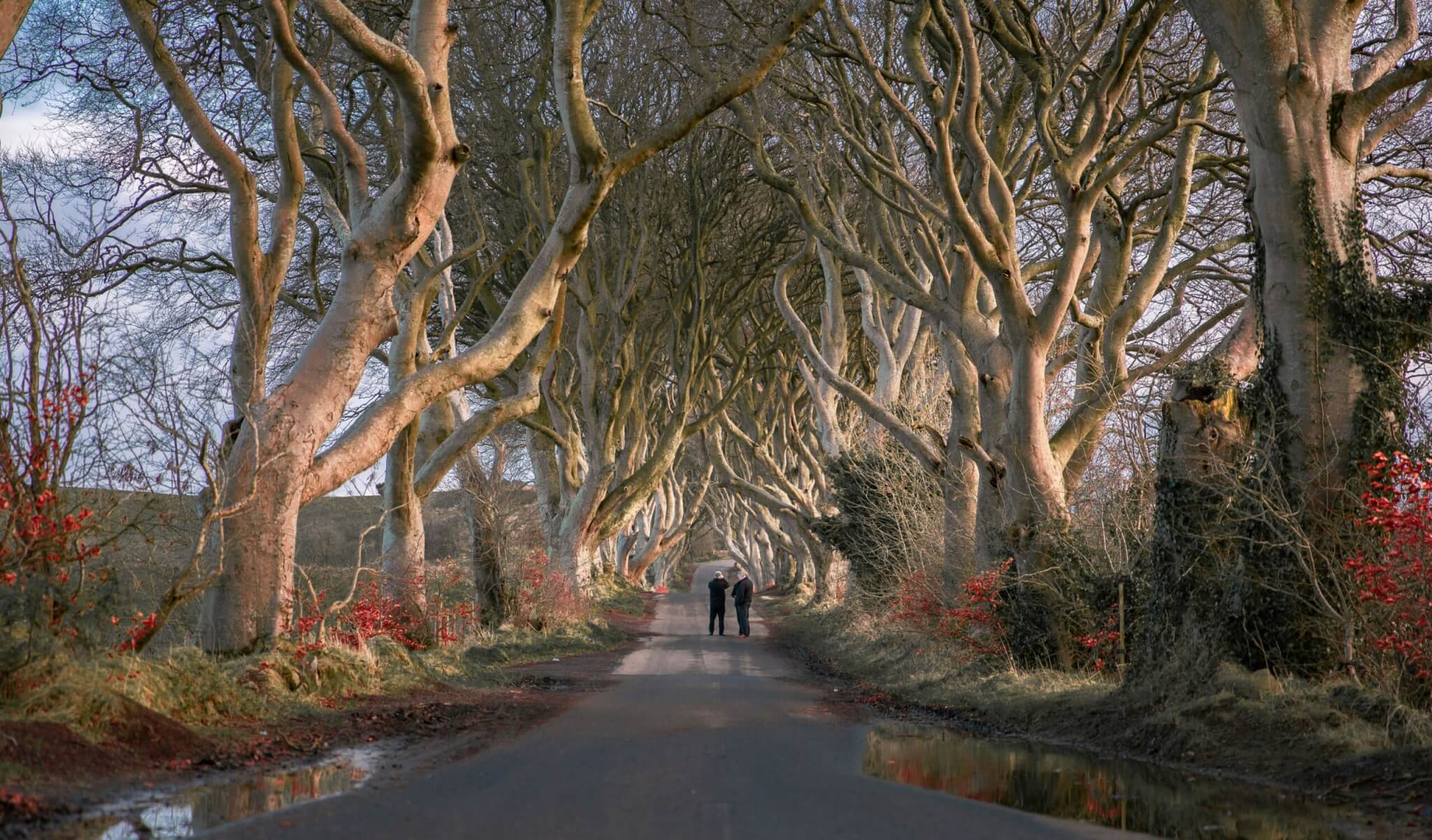 the dark hedges