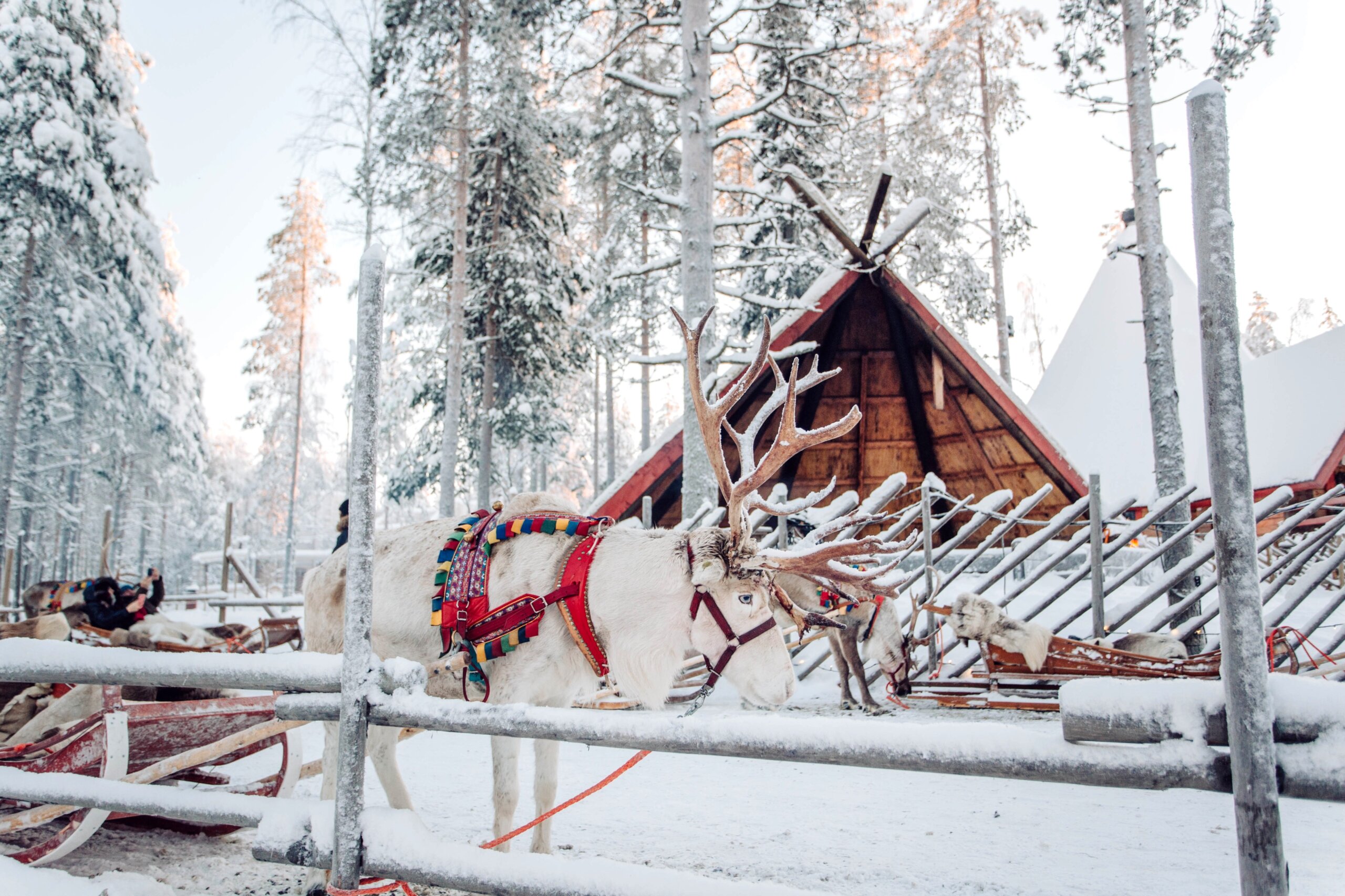 Deer with sledge in winter forest in Rovaniemi, Lapland, Finland
