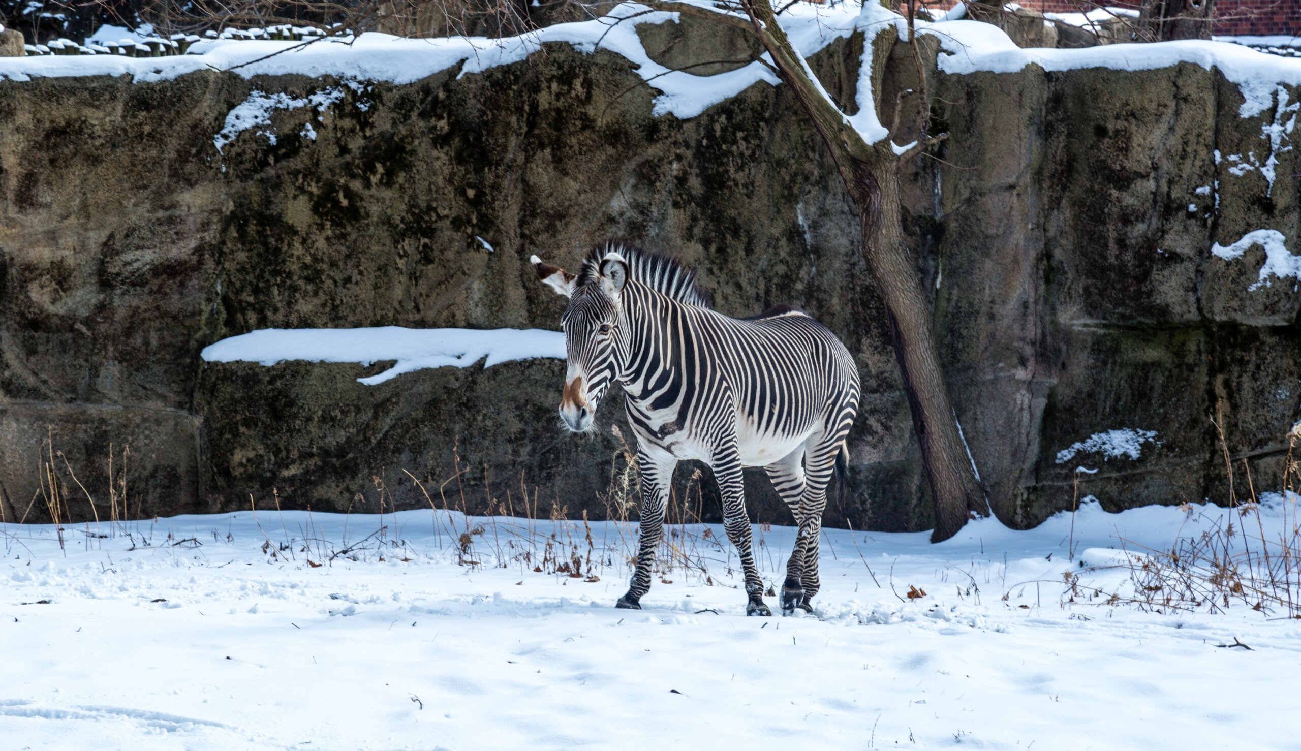 Zebra in Chicago Zoo in Winter
