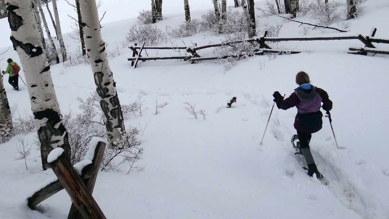 two people cross country skiing through the woods