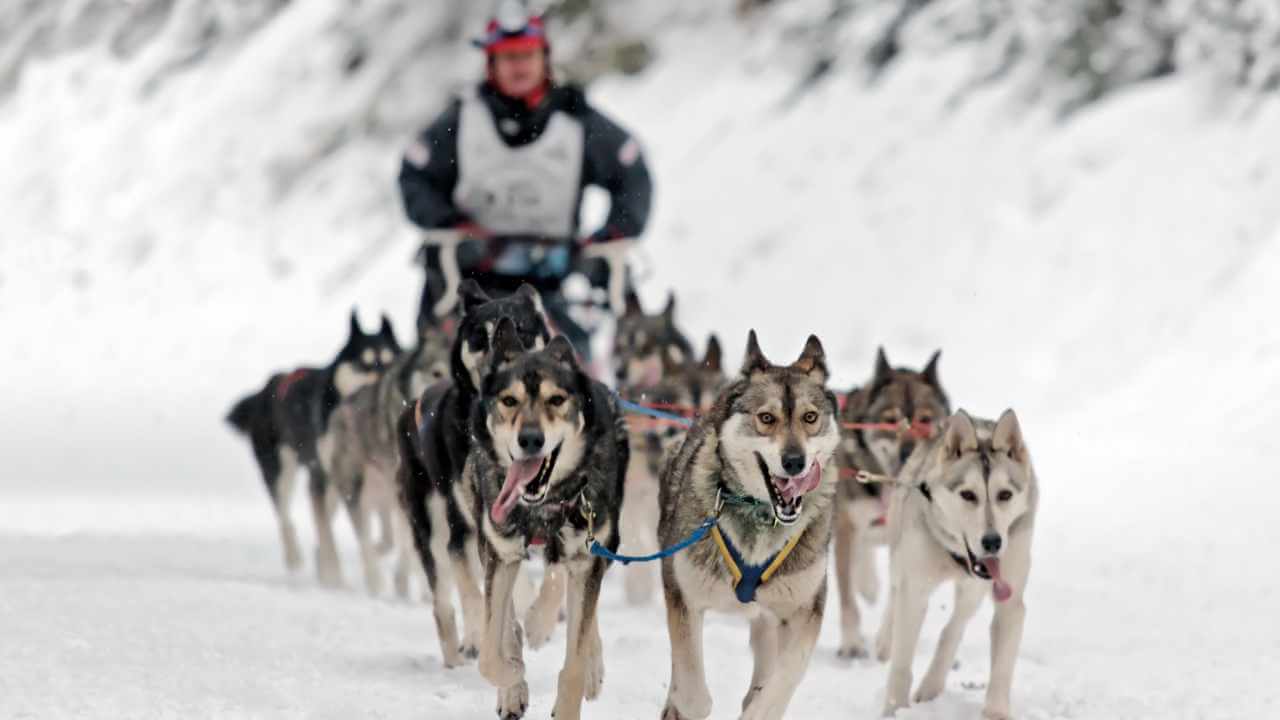 a group of husky dogs pulling a sled through the snow