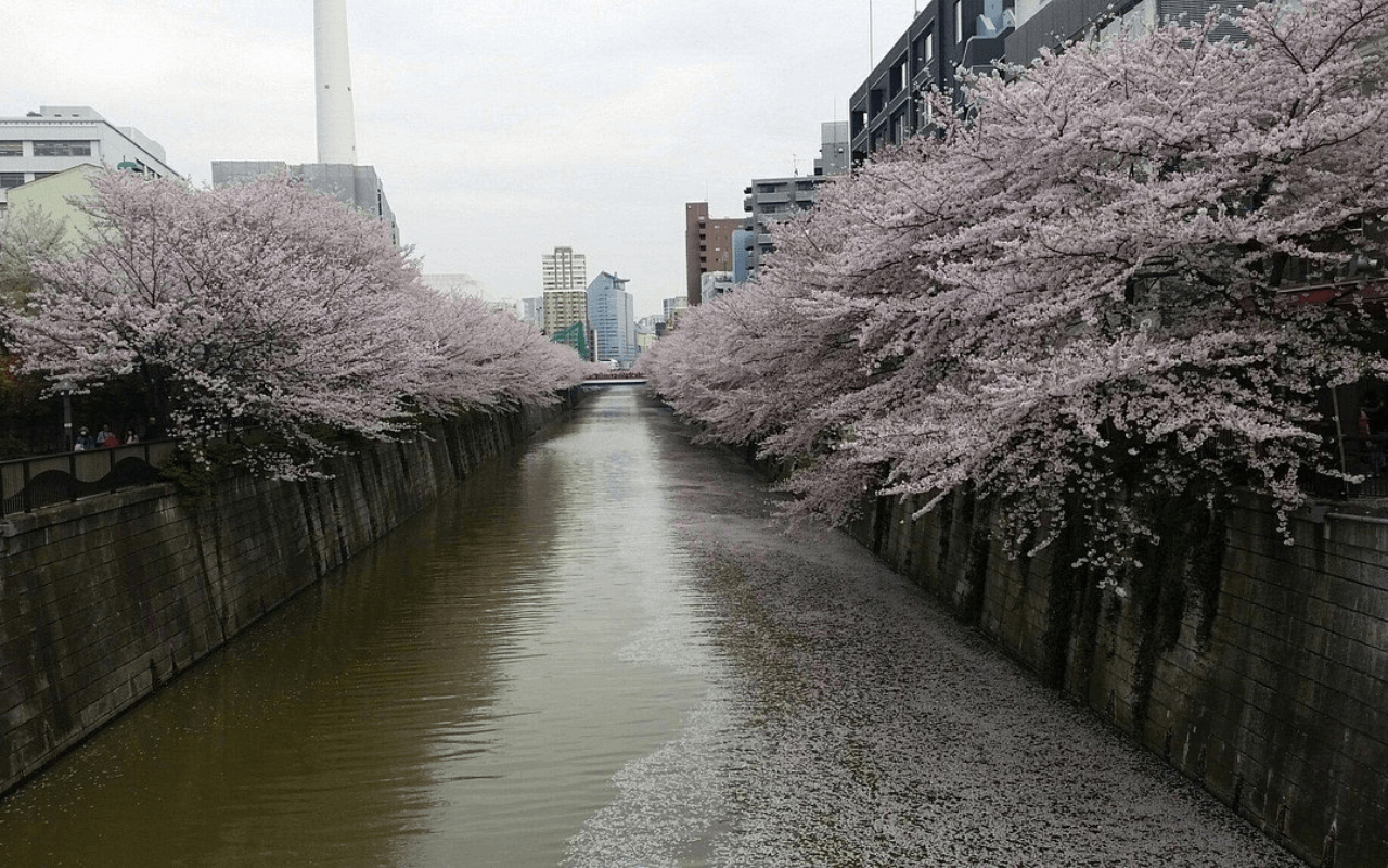 cherry blossom trees lining a river