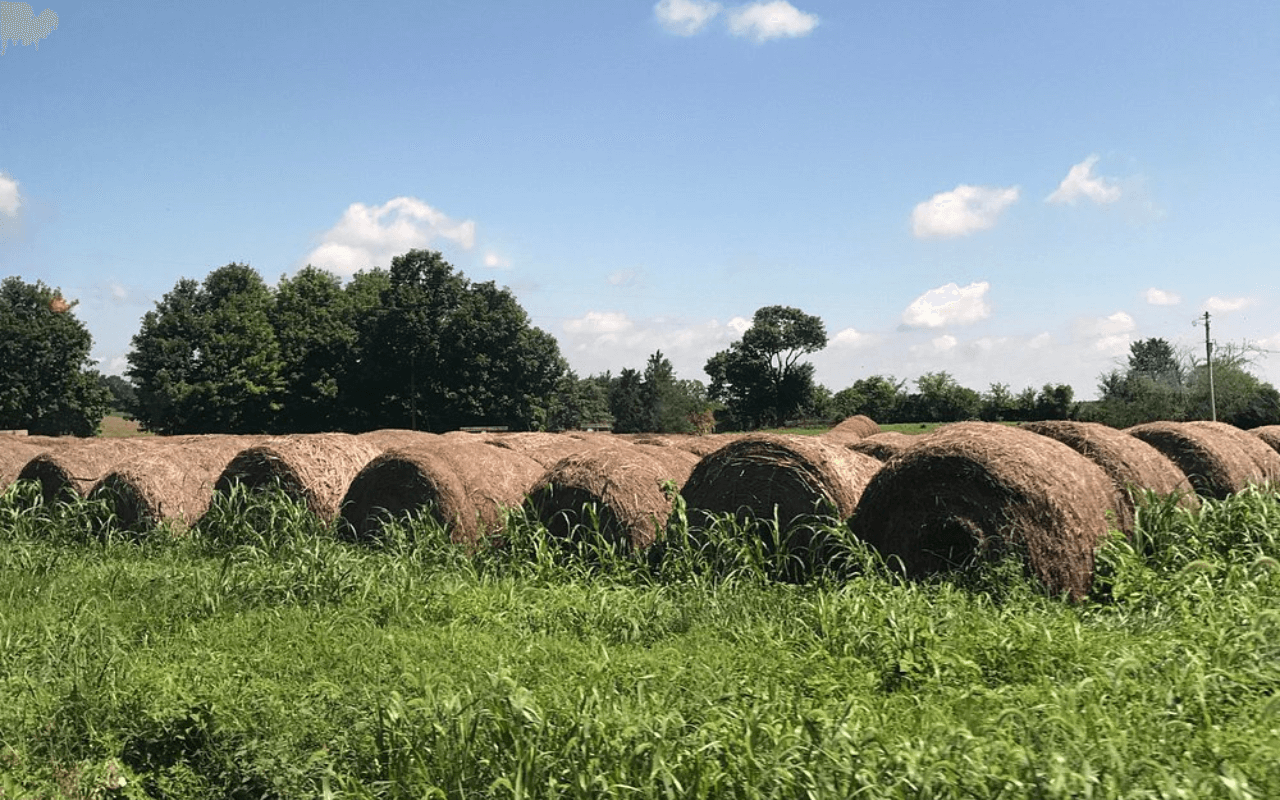 hay barrels in a grassy field