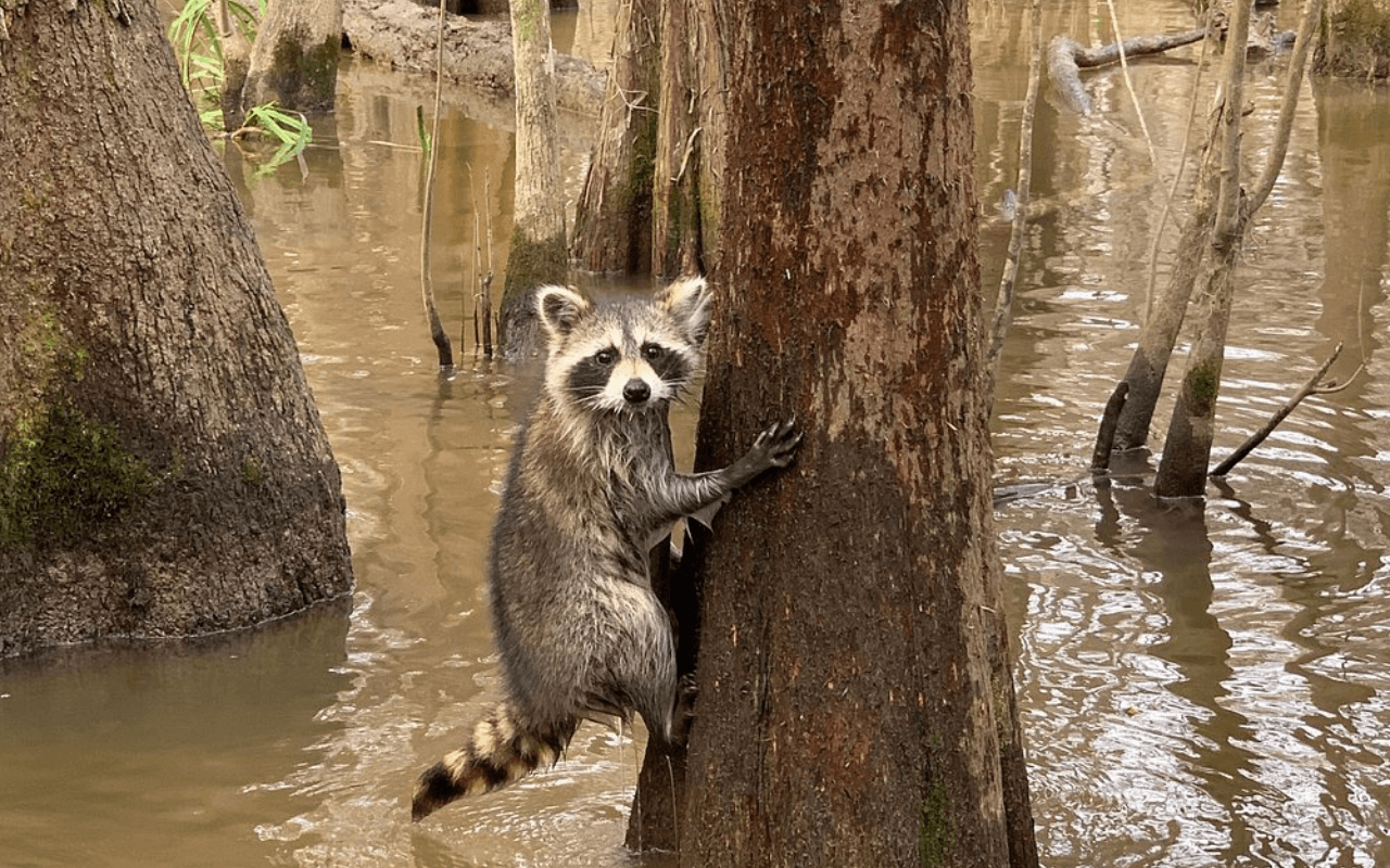 racoon on a tree