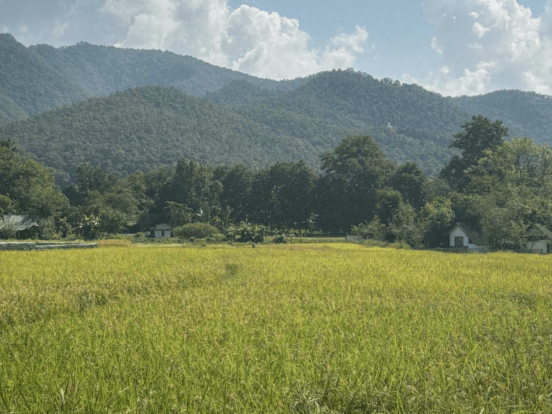 grass with mountains in the back