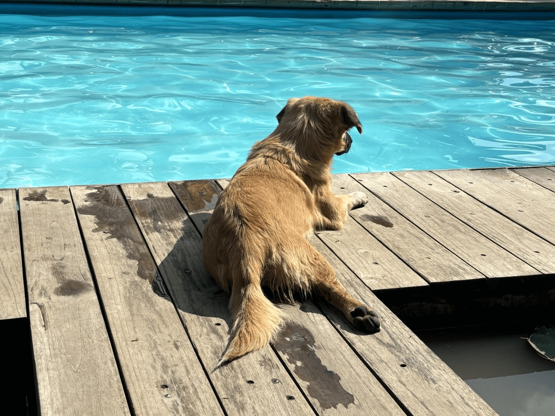 dog on a dock looking towards the water
