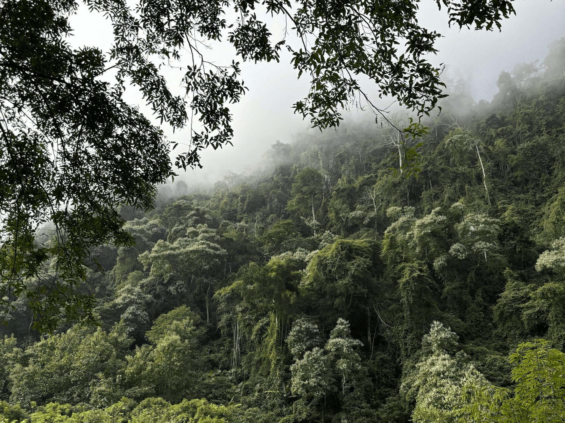 rainforest