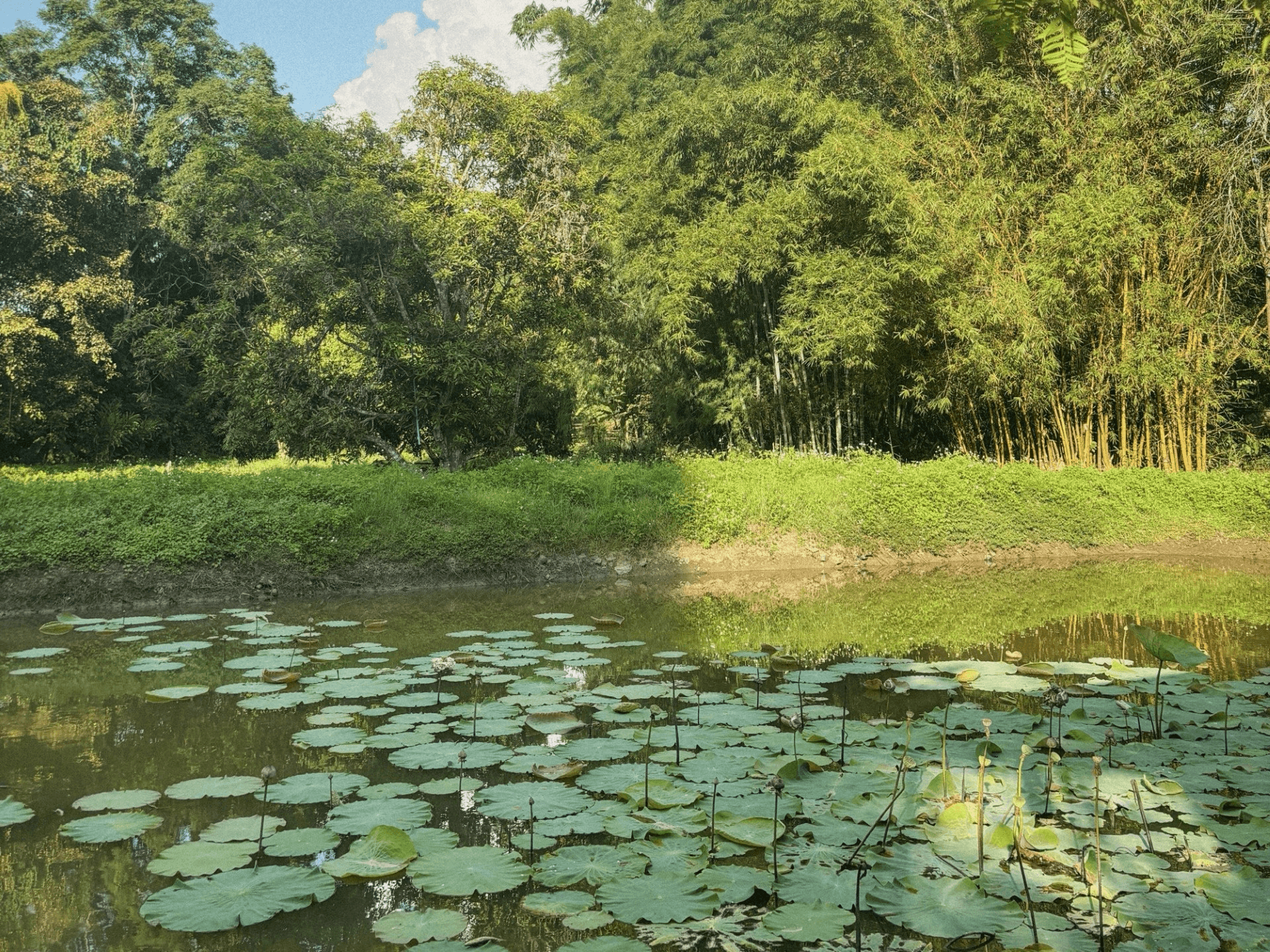 lily pads in water 