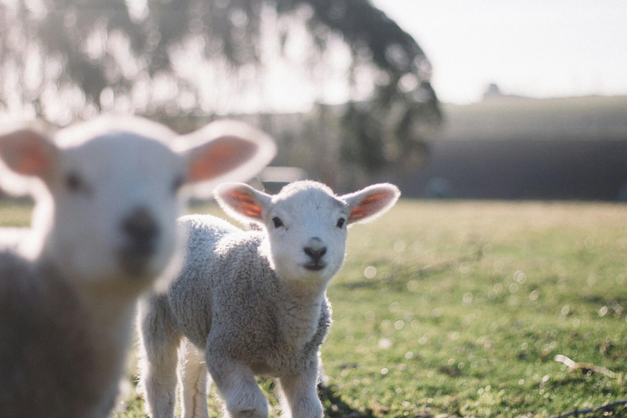 lambs on a field in new zealand