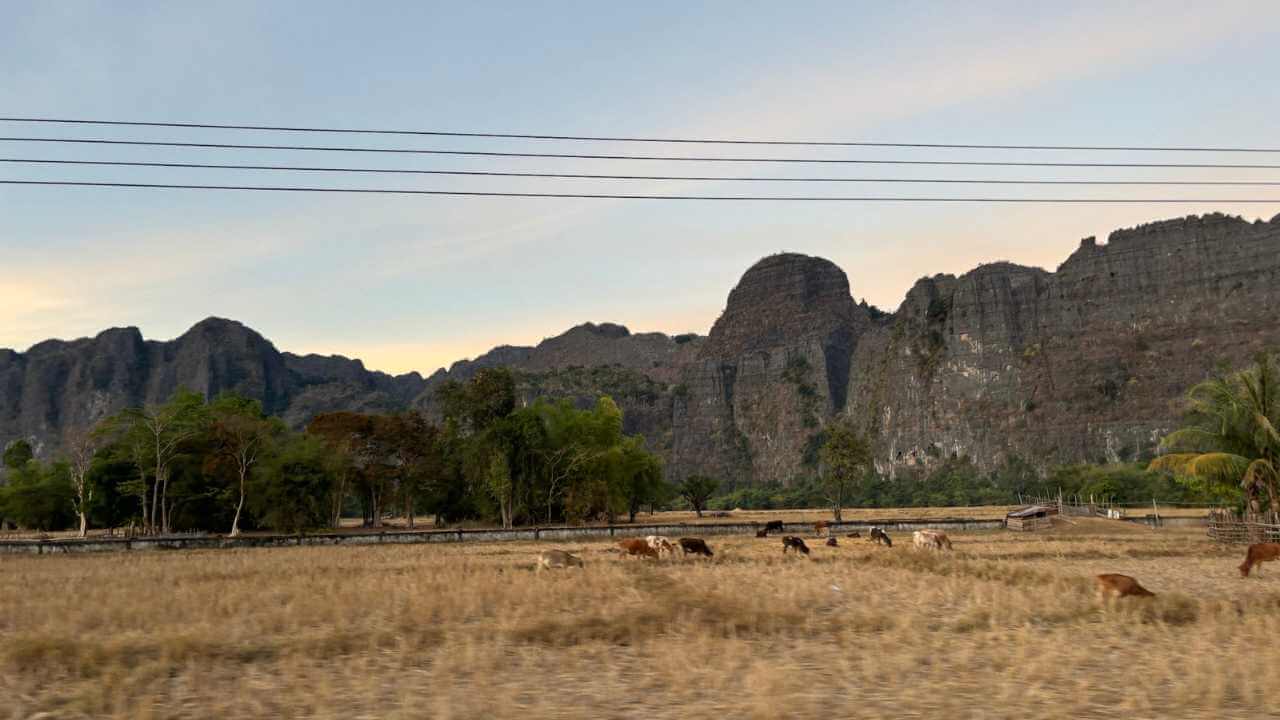cows grazing in a field with mountains in the knowledge
