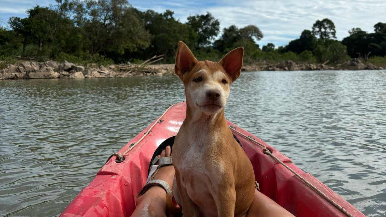 a dog sitting in a red kayak on the water