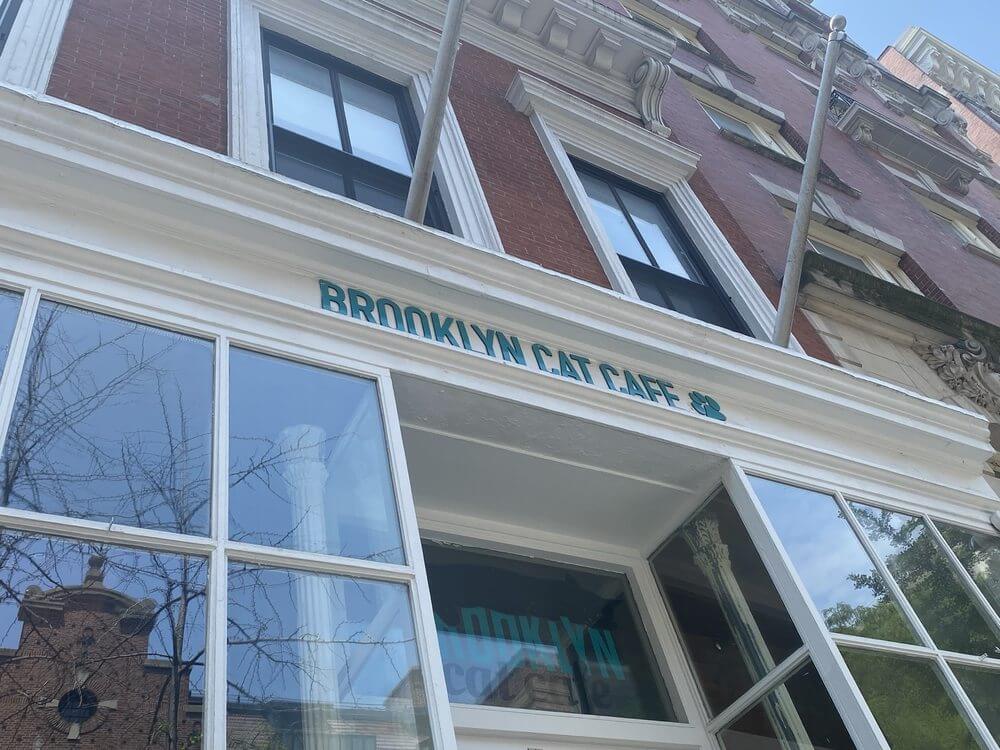 outside a cat cafe in brooklyn