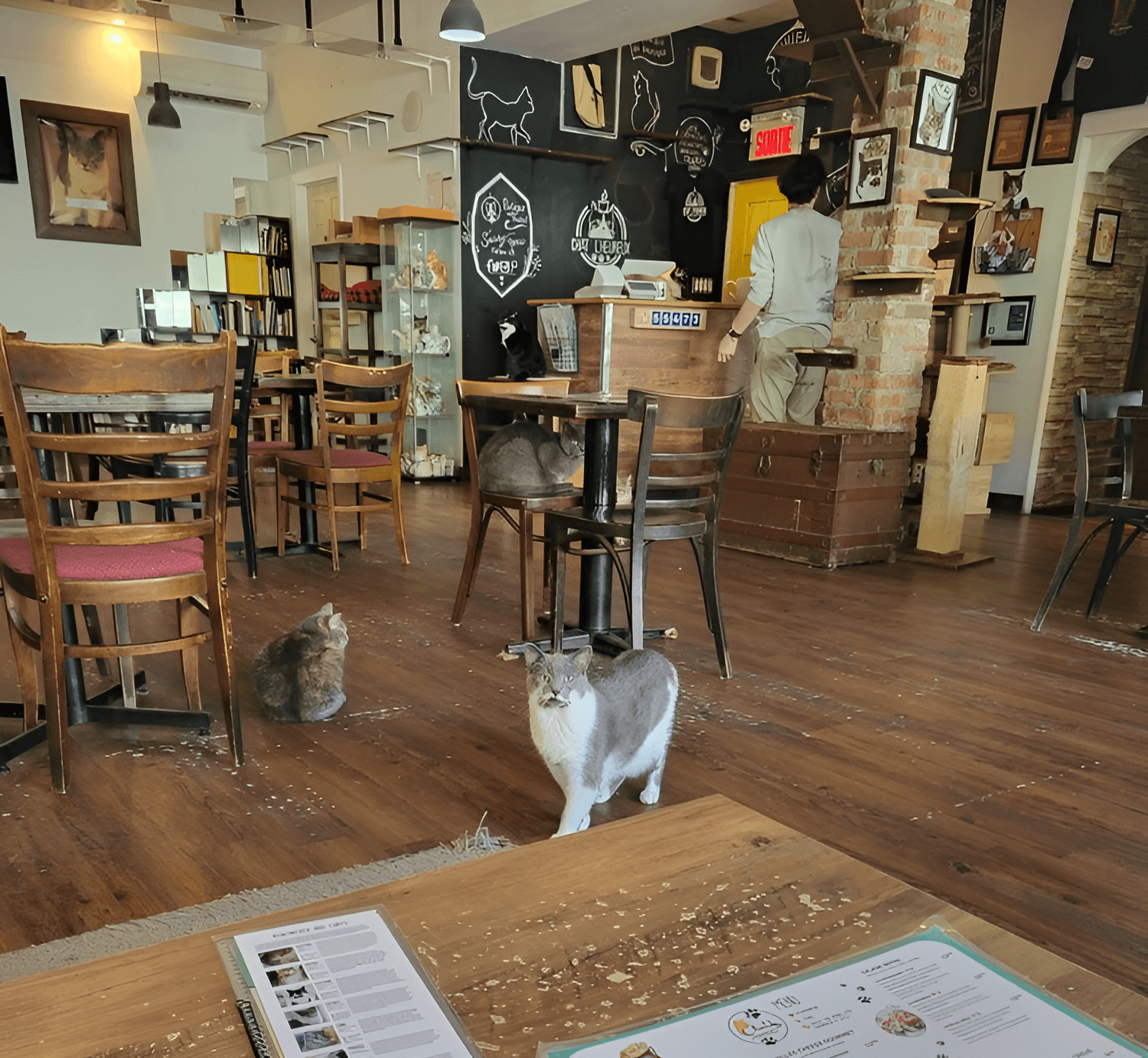 cats walking on a wooden floor