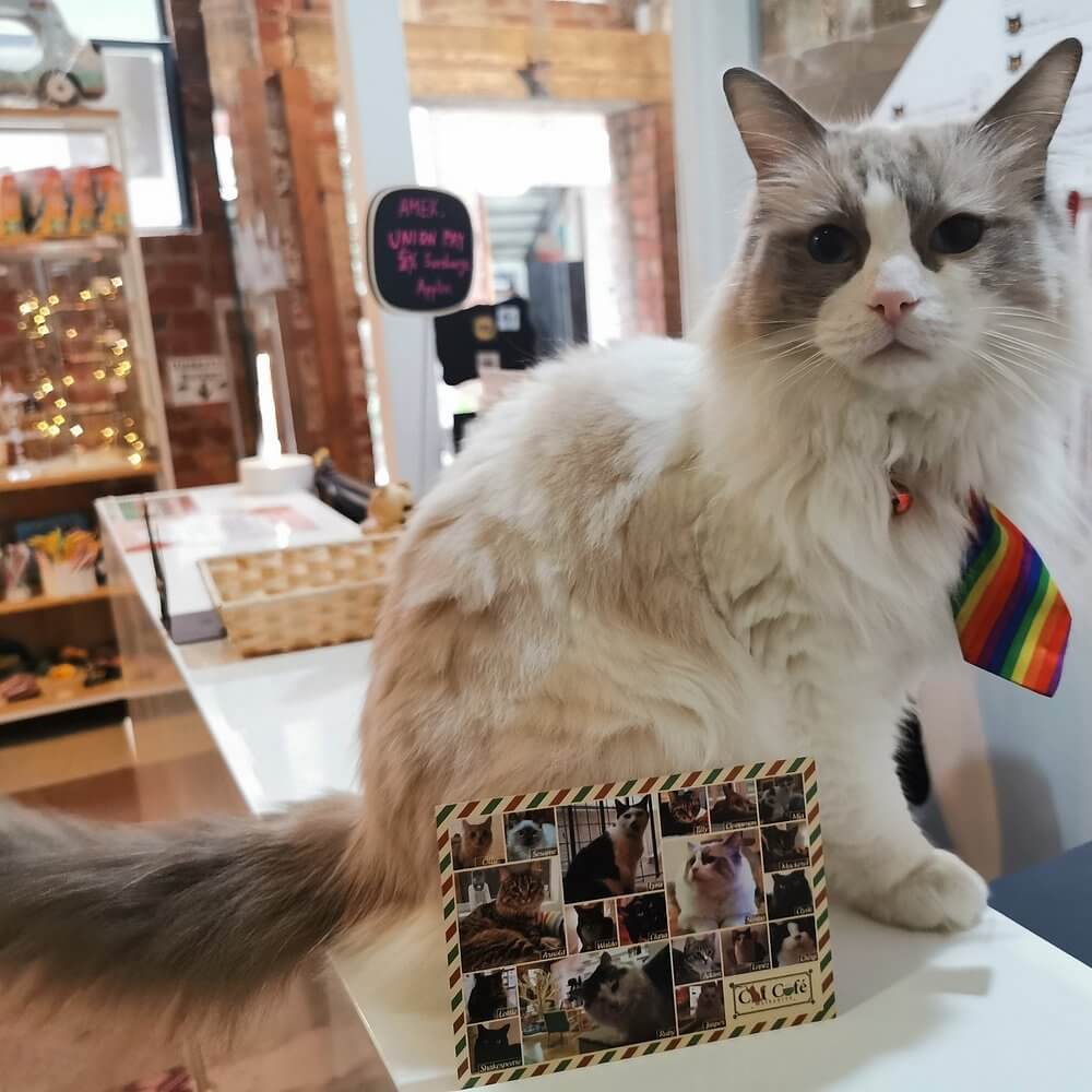 tan cat with rainbow tie on